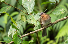 Philippine Bulbul photo 2