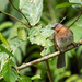 Philippine Bulbul - Photo (c) Forest Botial-Jarvis, some rights reserved (CC BY-NC), uploaded by Forest Botial-Jarvis