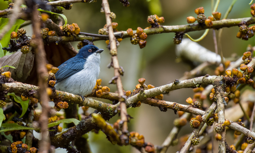Bicolored Flowerpecker (Dicaeum bicolor)
