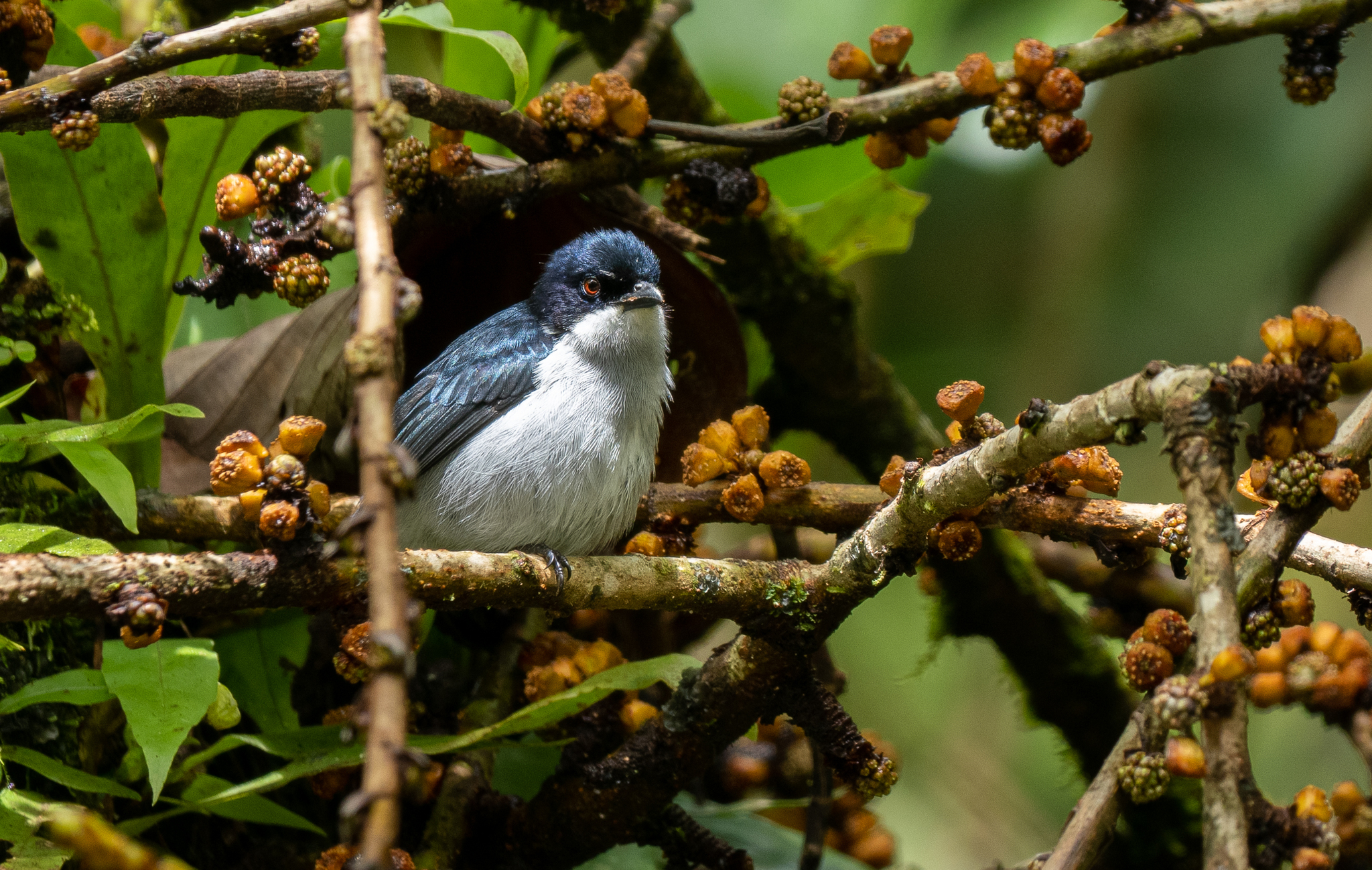 Bicolored Flowerpecker (Dicaeum bicolor), photo 2