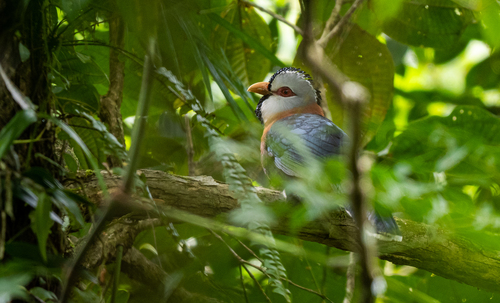 Scale-feathered Malkoha (Dasylophus cumingi), photo 9