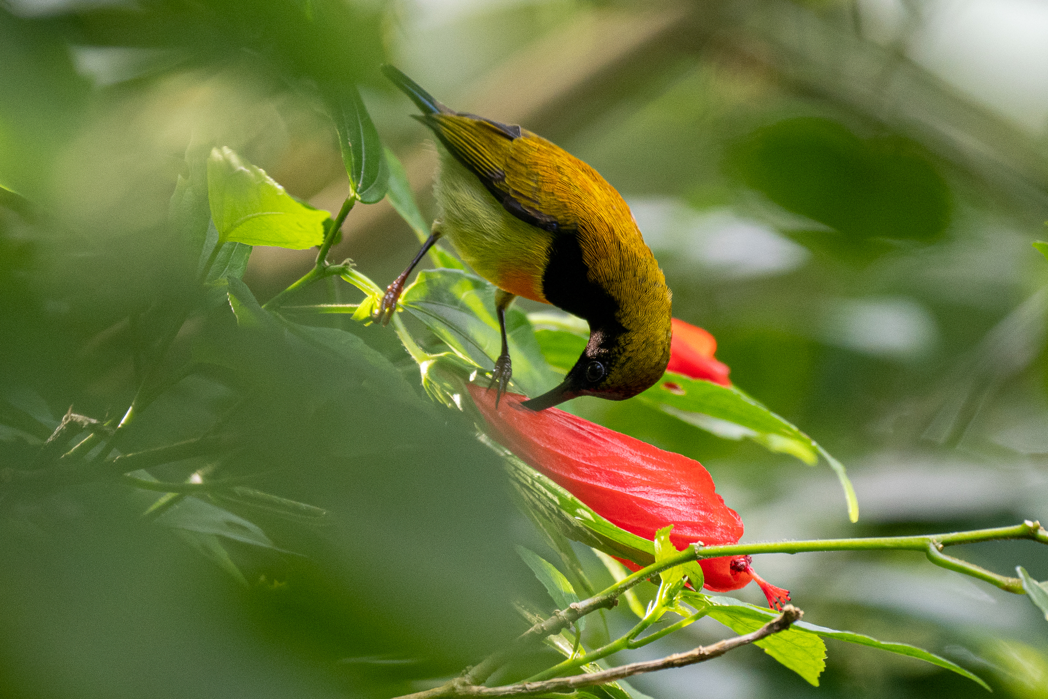 Flaming Sunbird (Aethopyga flagrans), photo 3