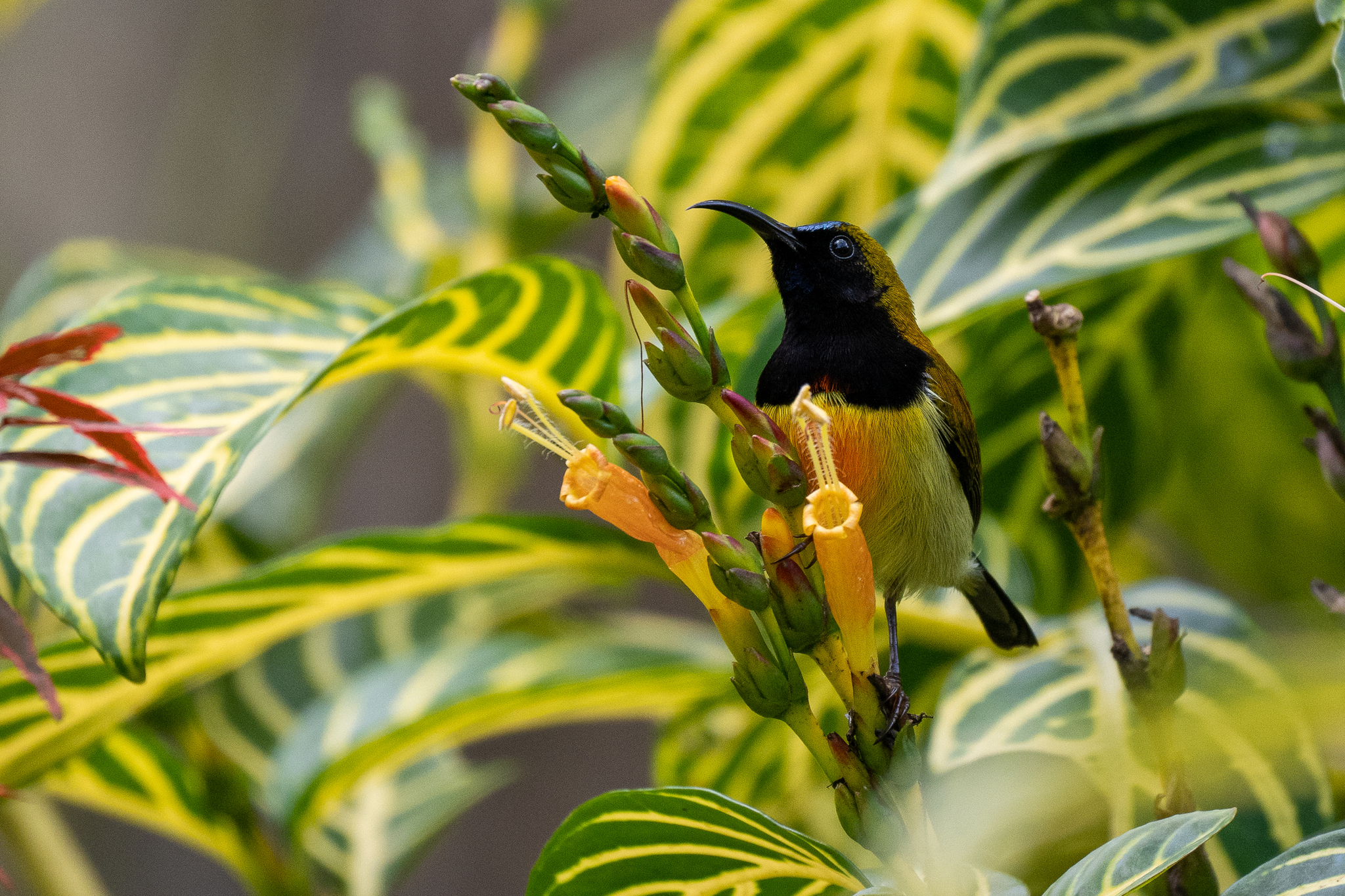 Flaming Sunbird (Aethopyga flagrans), photo 7