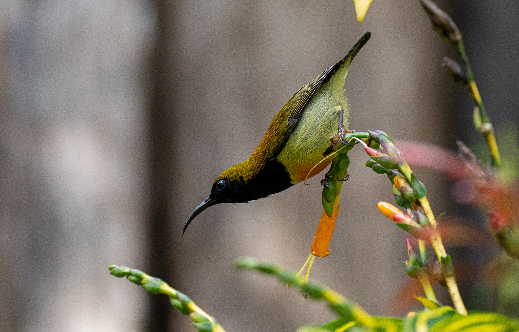 Flaming Sunbird (Aethopyga flagrans), photo 9