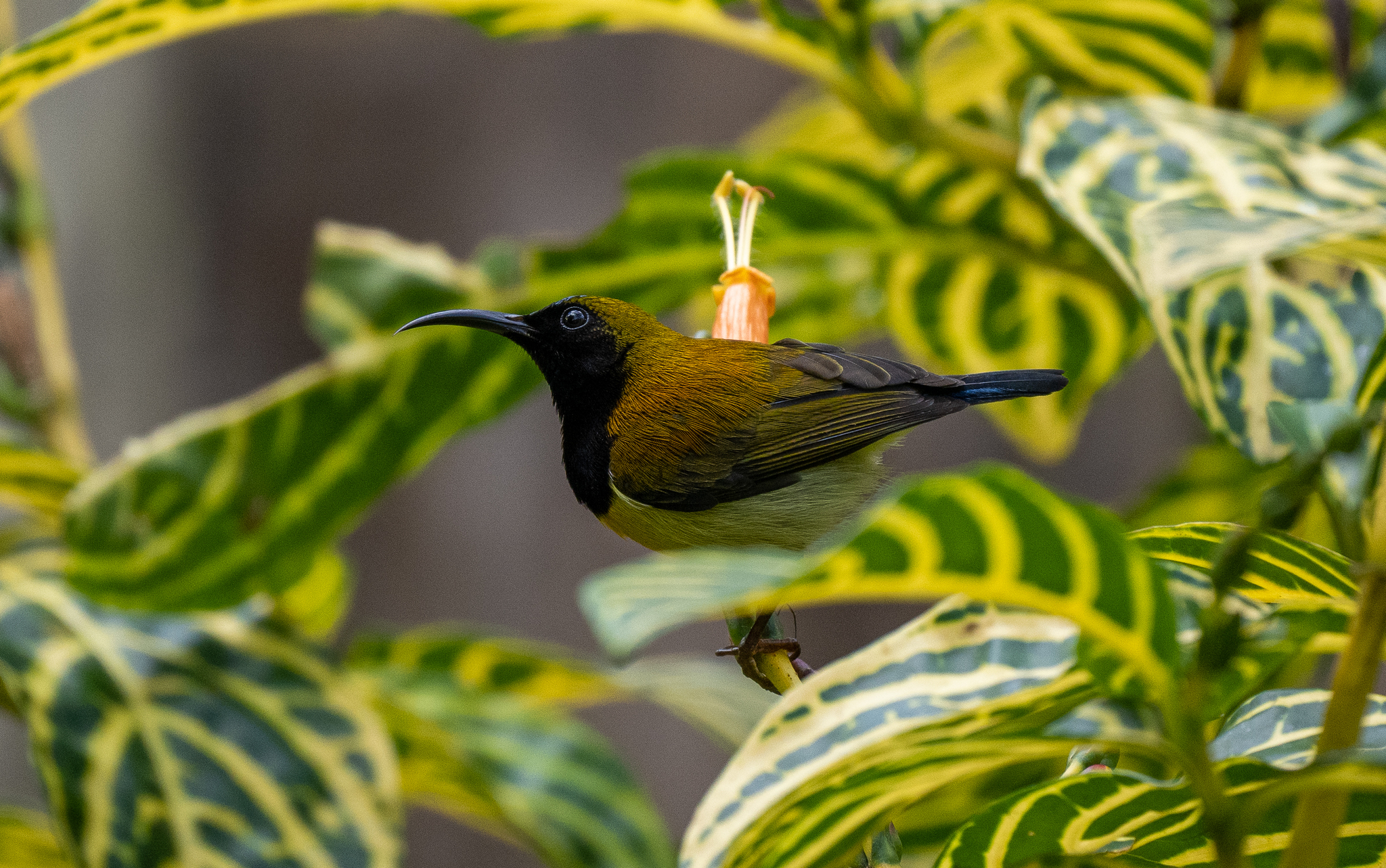 Flaming Sunbird (Aethopyga flagrans), photo 8