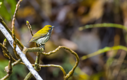 Olive-backed Flowerpecker (Pachyglossa olivacea), photo 9
