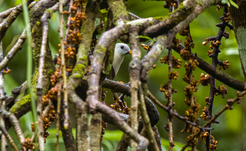 Black-chinned Fruit Dove (Ramphiculus leclancheri), photo 5