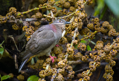 Amethyst Brown Dove (Phapitreron amethystinus), photo 5