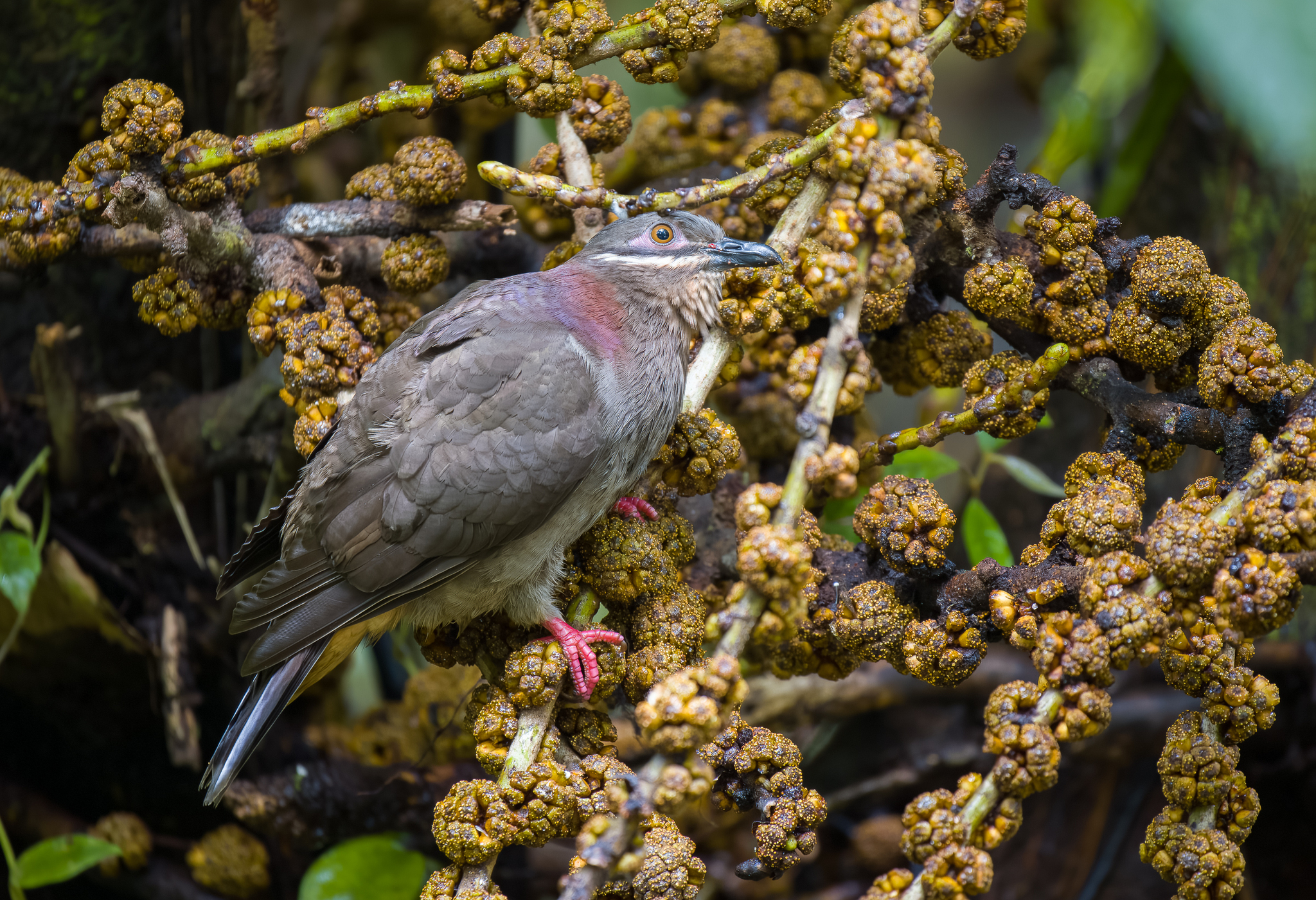 Amethyst Brown Dove (Phapitreron amethystinus), photo 4