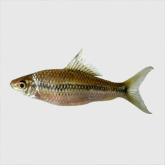 Smallhead Bonylip Barb photo 3