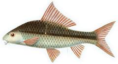 Smallhead Bonylip Barb photo 5
