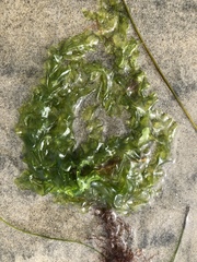 Ulva californica