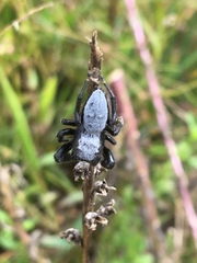 Phidippus octopunctatus