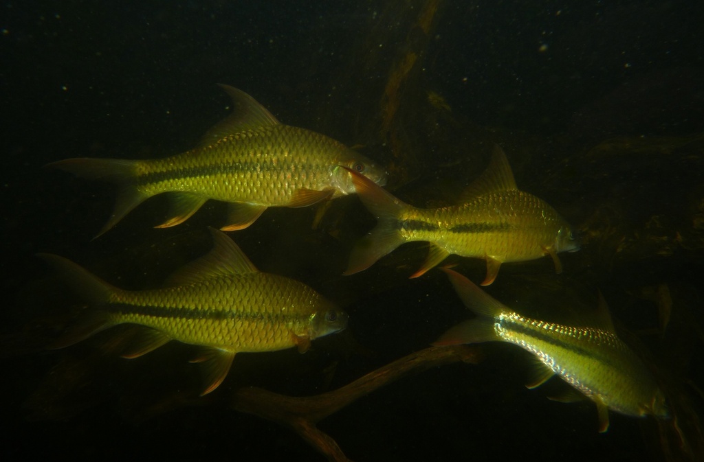 Waandersii's Hard-Lipped Barb