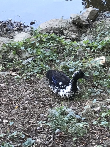 Domestic Mallard photographed in Arkansas