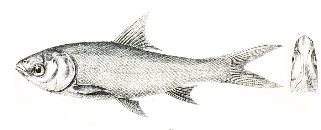 Thynnichthys sandkhol