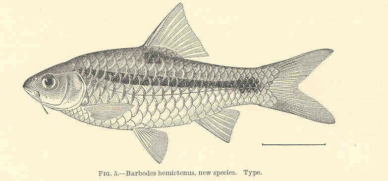 Barbodes hemictenus