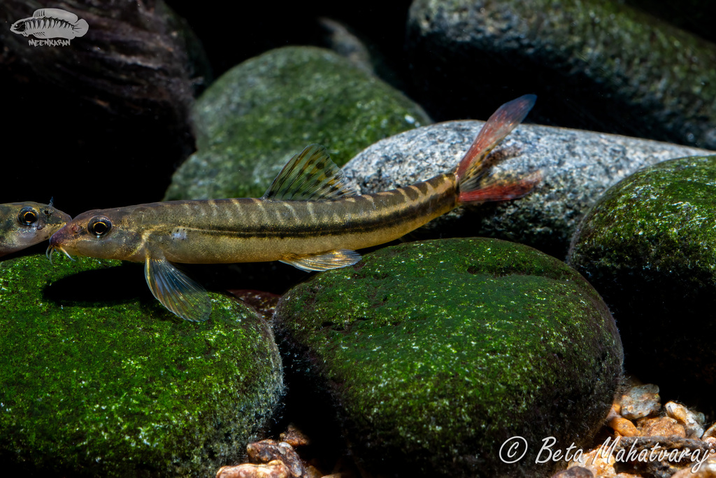 Nemacheilus anguilla