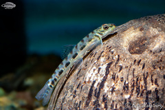 Thuttinjet Stone Loach photo 2