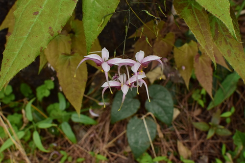 Epimedium leptorrhizum