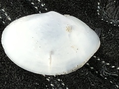 Rexithaerus secta