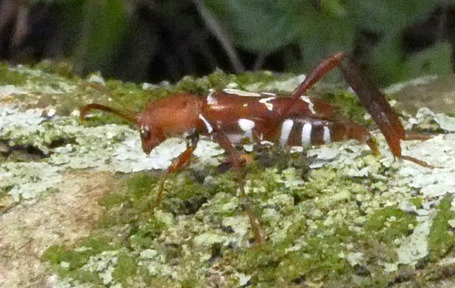 Neoclytus rufus