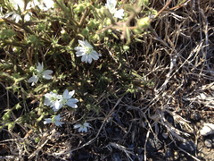 Hemizonia congesta luzulifolia