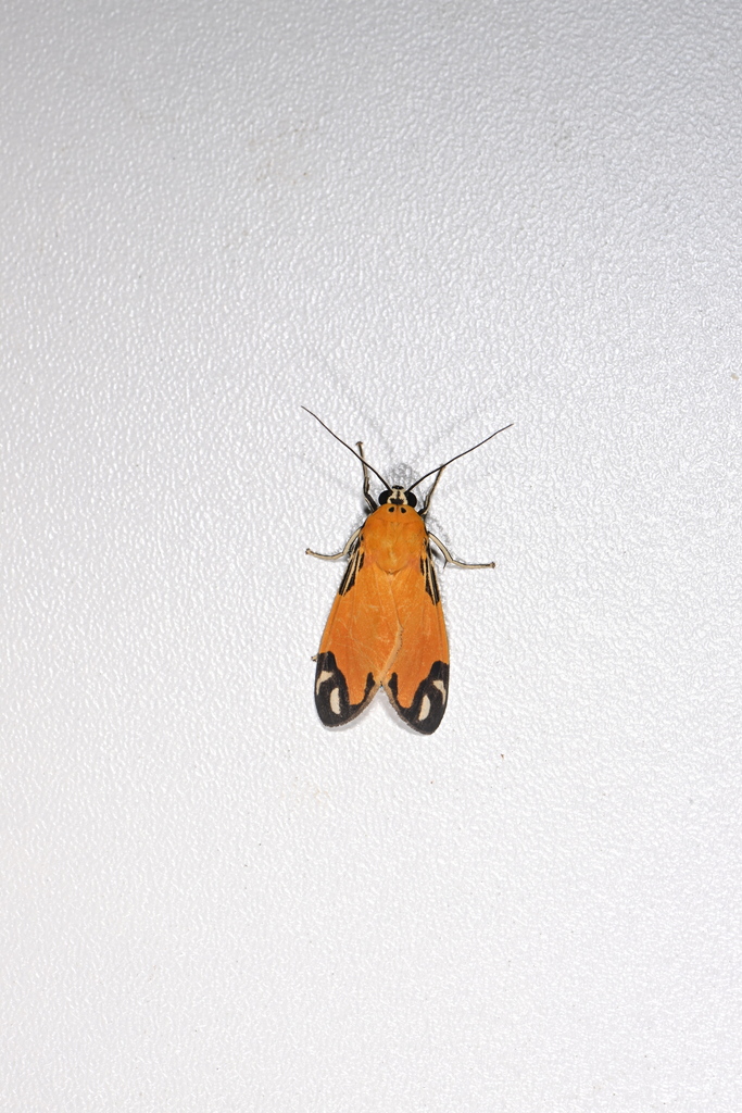 Ormetica zenzeroides