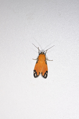 Ormetica zenzeroides