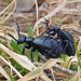 Black Oil Beetle - Photo (c) Julia Wittmann, some rights reserved (CC BY), uploaded by Julia Wittmann