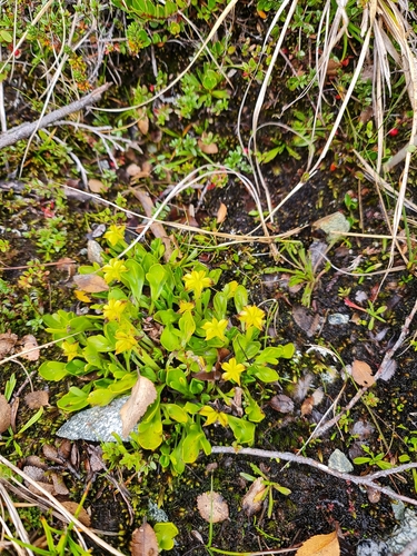 Image of Caltha appendiculata by (c) Javier Conejeros Gastó, some rights reserved (CC BY)