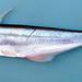 Pangasius macronema - Photo (c) 
Laos,by Warren, T.(pamac_ua.jpg), some rights reserved (CC BY-SA)