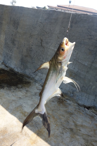 Pangasius nasutus · NaturaLista Mexico