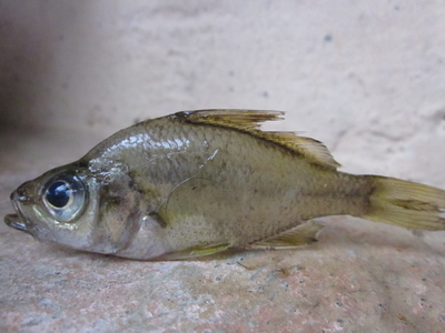 Western Ghat Glassy Perchlet