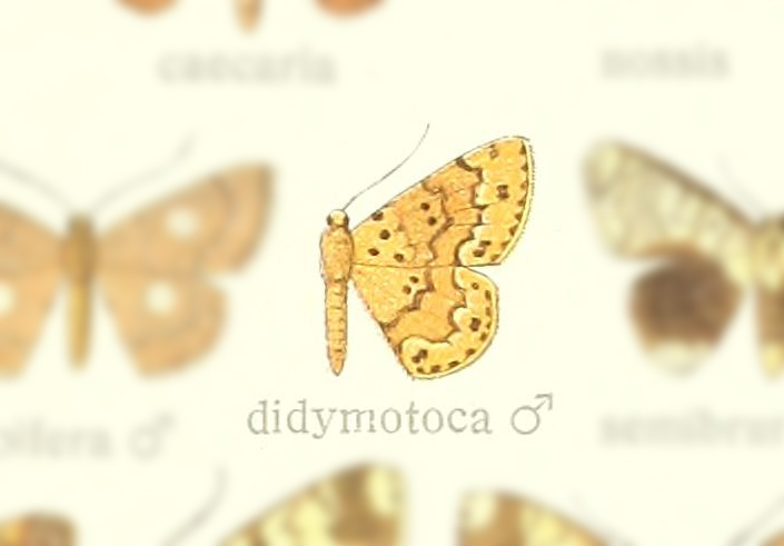 Semaeopus didymotoca