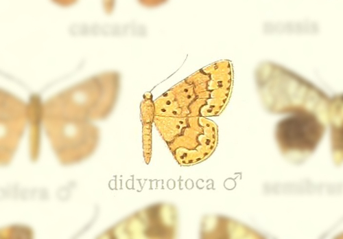 Semaeopus didymotoca