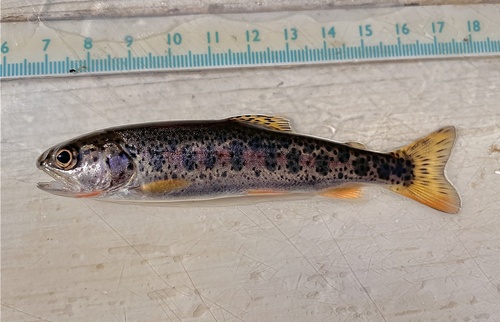 Coastal Cutthroat Trout