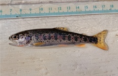 Cutthroat Trout photo 5