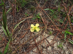 Hypericum crux-andreae