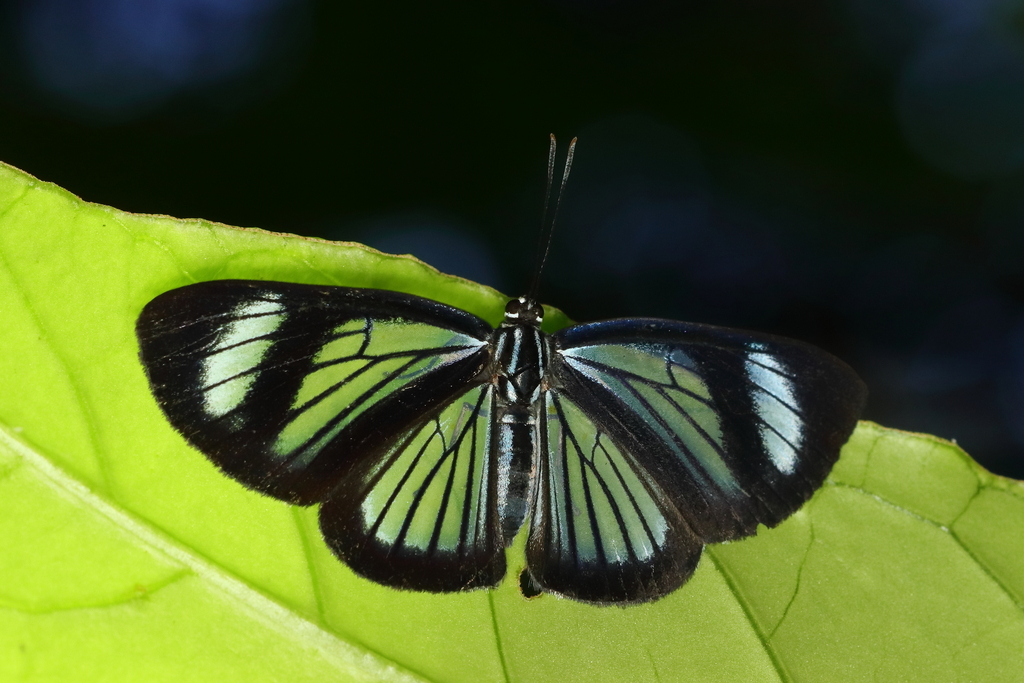Brachyglenis drymo