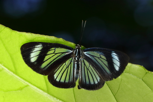 Brachyglenis drymo