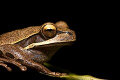 Kurupitree Frog photo 2