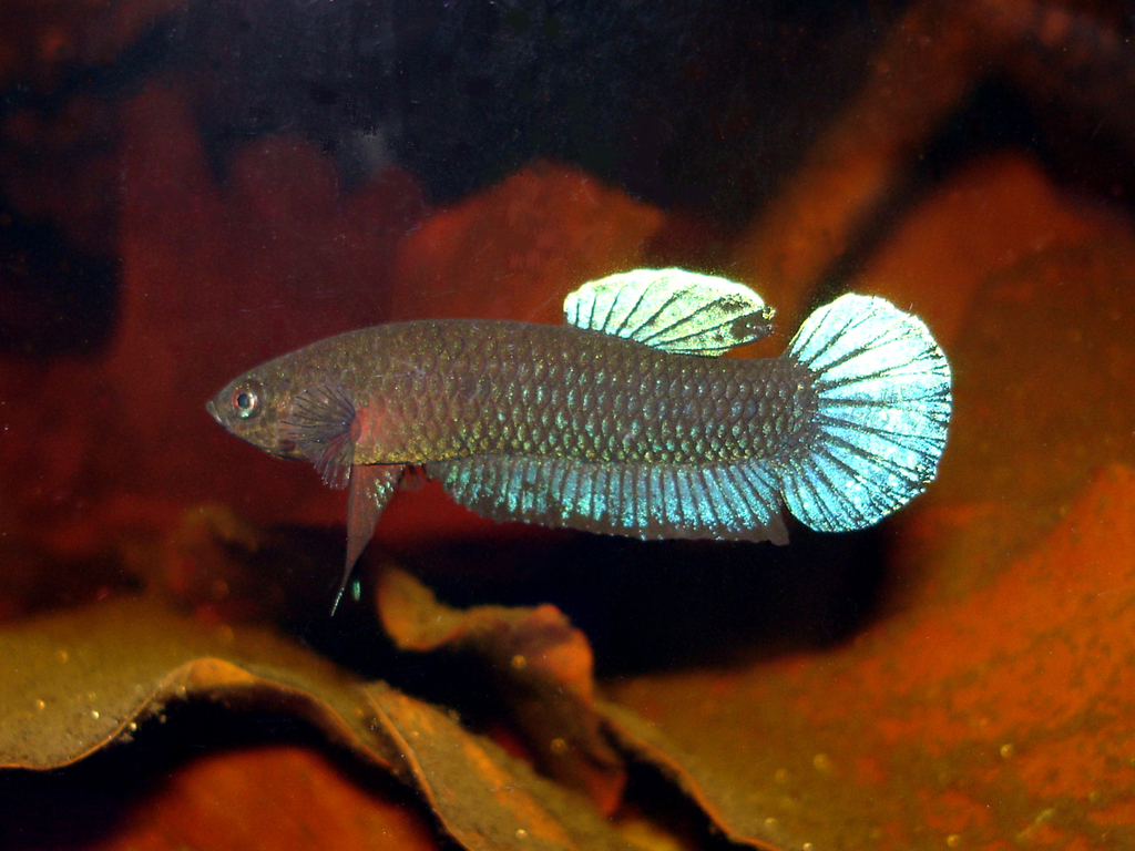 Betta Perséphone (Betta persephone)