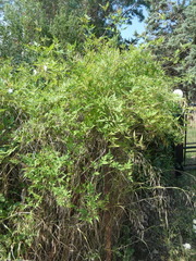 Jasminum officinale