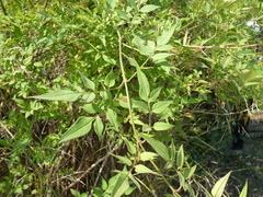 Jasminum officinale