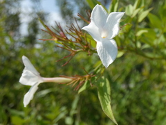 Jasminum officinale