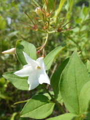 Jasminum officinale