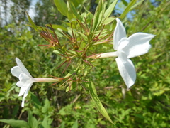 Jasminum officinale