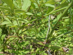 Jasminum officinale