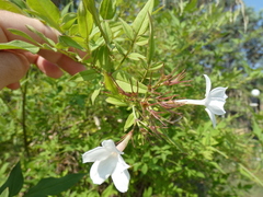 Jasminum officinale